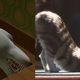 Captura: Insider (YouTube)